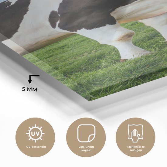 MuchoWow® Peinture sur verre 80x160 cm - Peinture sur verre acrylique - Vache - Zwart - Wit - Nederland - Photo sur verre - Peintures