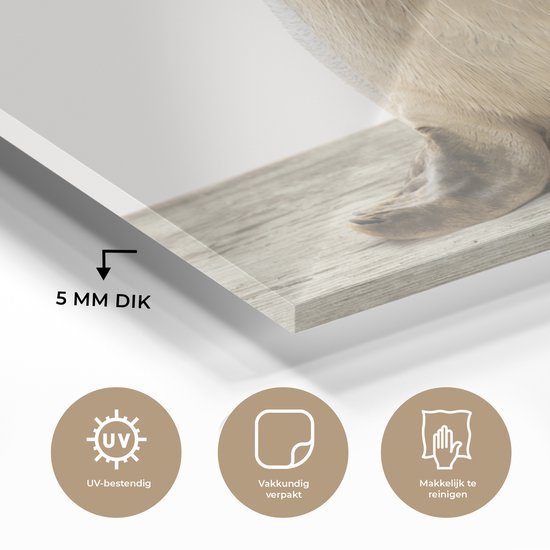 Peinture sur Verre - Chambre de bébé - Sceau - Chambre - Salon - 80x40 cm - Peintures sur Verre Peintures - Photo sur Glas