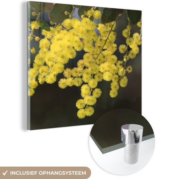 MuchoWow® Glasschilderij 20x20 cm - Schilderij acrylglas - Mimosa plant met gele bladeren - Foto op glas - Schilderijen