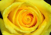 Fotobehang Rose Flower Drops Yellow | PANORAMIC - 250cm x 104cm | 130g/m2 Vlies