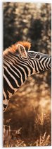 Acrylglas - Zijaanzicht van Zebra met Kop Omhoog - 30x90 cm Foto op Acrylglas (Wanddecoratie op Acrylaat)