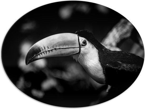 Dibond Ovaal - Zwart- wit Foto van Toekan omringd door Bladeren - 68x51 cm Foto op Ovaal (Met Ophangsysteem)