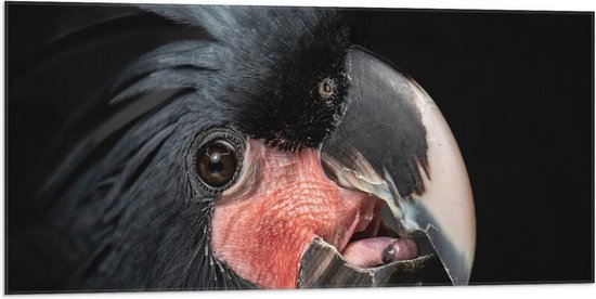 Vlag - Zwartkleurige Kaketoe Vogel tegen Zwarte Achtergrond - 100x50 cm Foto op Polyester Vlag