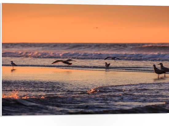 PVC Schuimplaat - Vliegende en Lopende Vogels in en Boven het Zeewater tijdens Zonsondergang - 75x50 cm Foto op PVC Schuimplaat (Met Ophangsysteem)