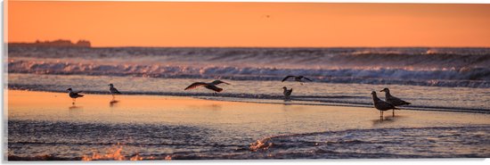 Acrylglas - Vliegende en Lopende Vogels in en Boven het Zeewater tijdens Zonsondergang - 60x20 cm Foto op Acrylglas (Met Ophangsysteem)