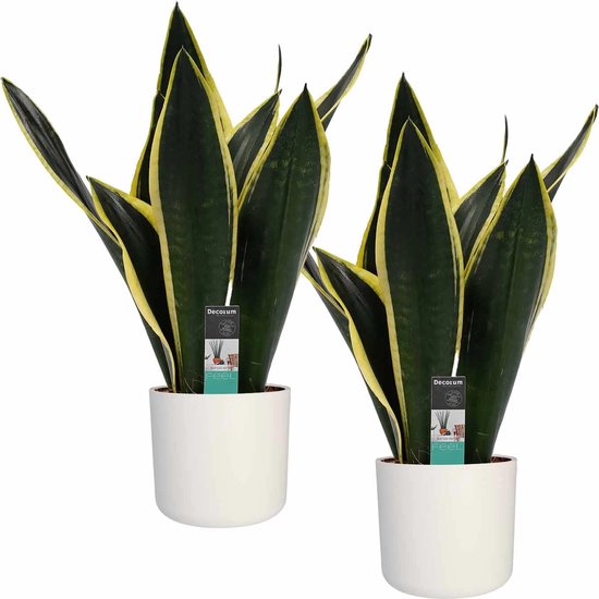 Decorum Duo Sansevieria Night Shade met Elho b.for white  50cm - hoge  kwaliteit planten | bol