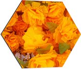 Dibond Hexagon - Struik van Oranje Klaprozen - 50x43.5 cm Foto op Hexagon (Met Ophangsysteem)