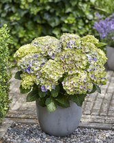 Hydrangea macr. 'Magical' Jewel - Tuinplant - 4 stuks - Blauw