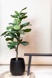 Plante artificielle ficus lyrata dans un pot noir décoratif sur un dessous de plat tressé, à côté d'un banc en bois foncé.