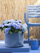 Hydrangea macr. 'Magical' Revolution - Tuinplant - 4 stuks - Blauw