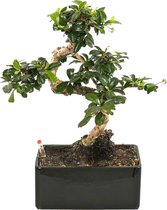 WL Plants - Bonsai Carmona - Bonsai Boompje - Kamerplanten - Unieke Kamerplant - ± 35cm hoog - 22cm diameter - In Keramieke Zwarte Pot
