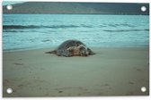 Tuinposter – Zeeschildpad Lopend over het Strand - 60x40 cm Foto op Tuinposter (wanddecoratie voor buiten en binnen)