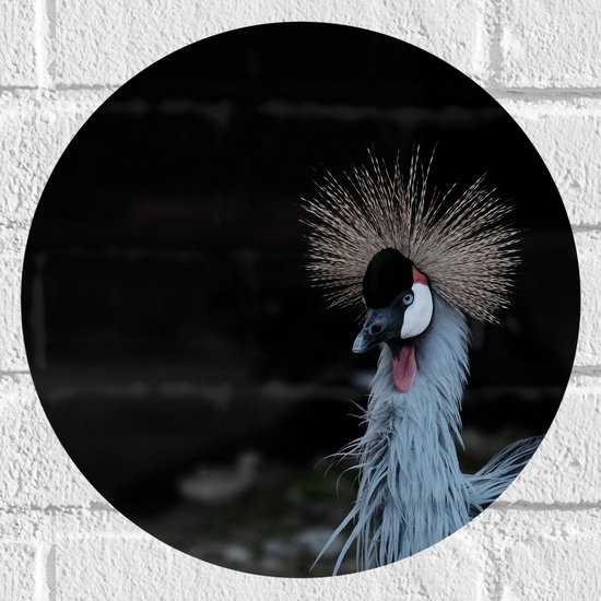 Muursticker Cirkel - Kop van Kraanvogel - 30x30 cm Foto op Muursticker