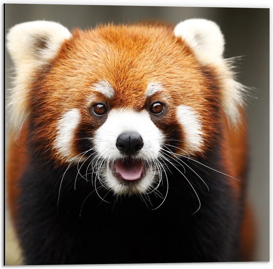 Dibond - Portret van Rode Panda met lange Witte Snorharen - 50x50 cm Foto op Aluminium (Wanddecoratie van metaal)