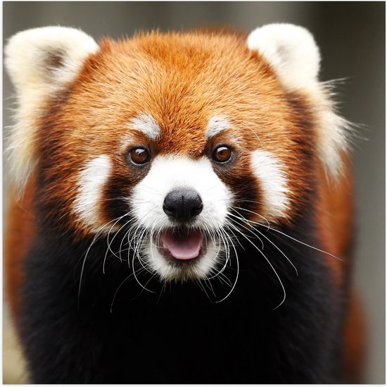 Poster Glanzend – Portret van Rode Panda met lange Witte Snorharen - 50x50 cm Foto op Posterpapier met Glanzende Afwerking