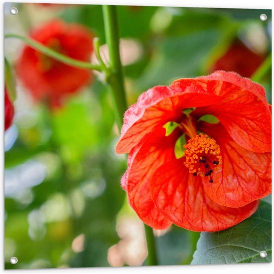 Tuinposter – Rode Bloeiende Bloemen aan Struik - 80x80 cm Foto op Tuinposter (wanddecoratie voor buiten en binnen)