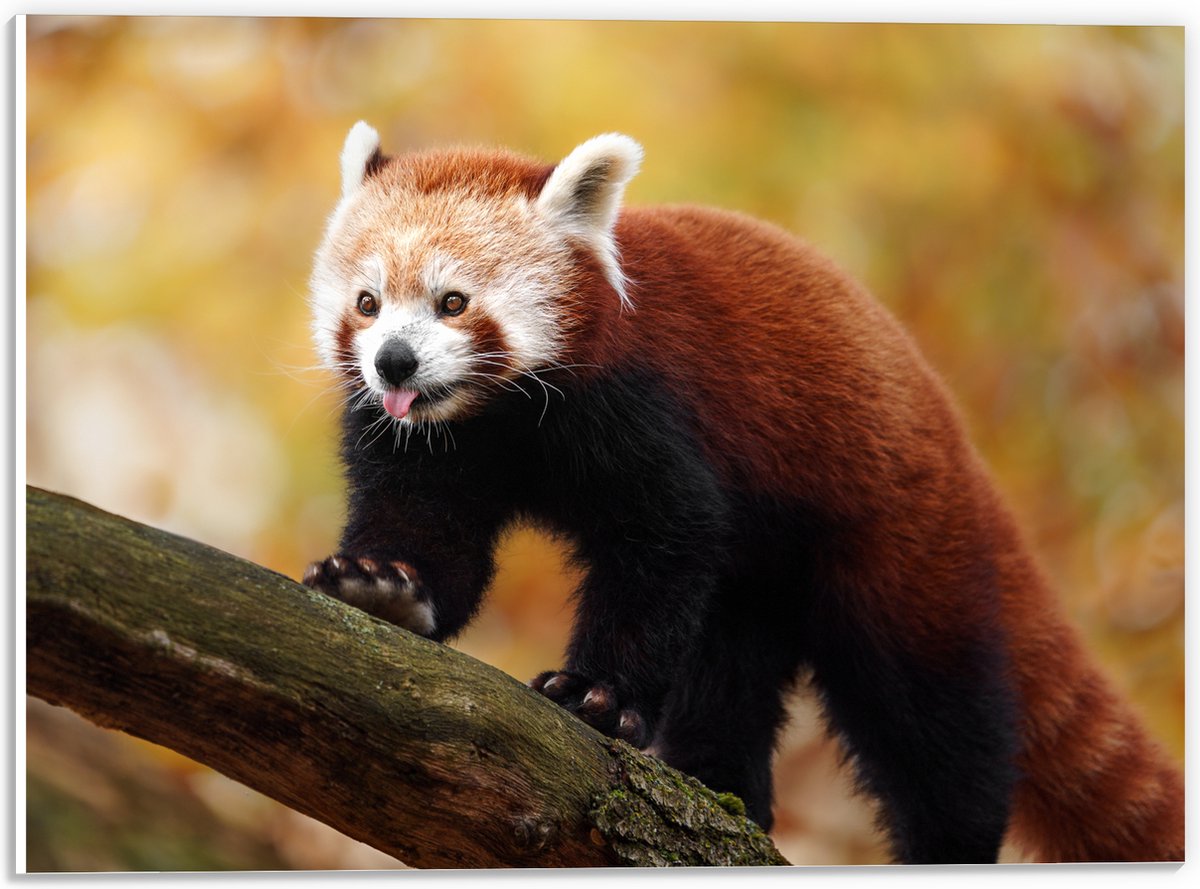 PVC Schuimplaat - Rode Panda met Uitstekende Tong lopend over Boomstam - 40x30 cm Foto op 