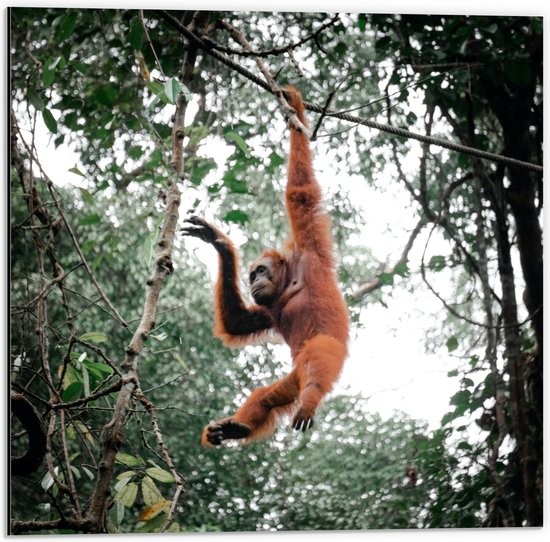 Dibond - Orang Oetan Aap Slingerend aan Touw in de Jungle - 50x50 cm Foto op Aluminium (Met Ophangsysteem)