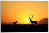 Dibond - Silhouet van Herten rennend door het Weiland bij Zonsondergang - 60x40 cm Foto op Aluminium (Met Ophangsysteem)