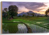 Hout - Rijstvelden Vol met Water in Indonesië - 90x60 cm - 9 mm dik - Foto op Hout (Met Ophangsysteem)