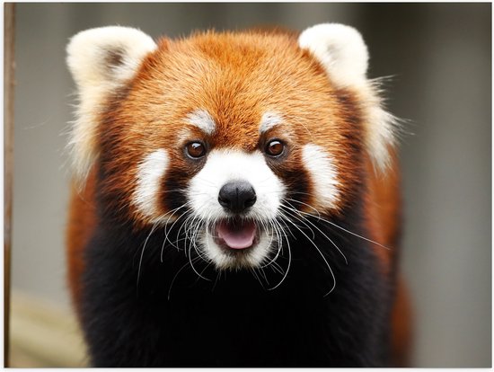 Poster (Mat) - Portret van Rode Panda met lange Witte Snorharen - 80x60 cm Foto op Posterpapier met een Matte look