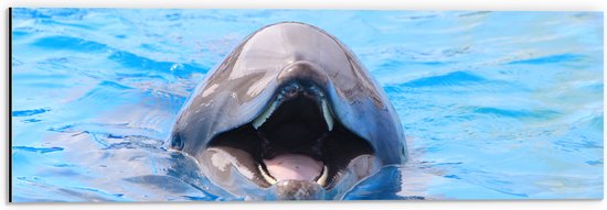 Dibond - Lachende Dolfijn in Blauw Water - 60x20 cm Foto op Aluminium (Met Ophangsysteem)