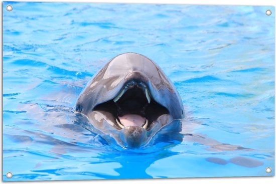 Tuinposter – Lachende Dolfijn in Blauw Water - 90x60 cm Foto op Tuinposter (wanddecoratie voor buiten en binnen)