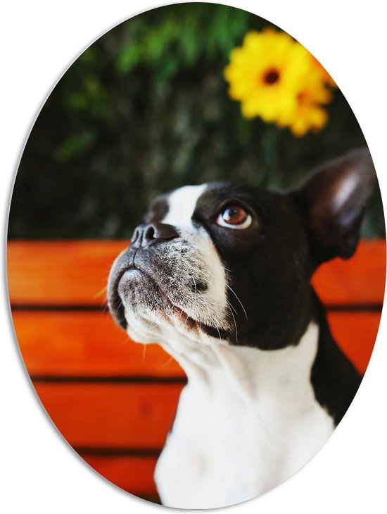PVC Schuimplaat Ovaal - Zwart Met Witte Boston Terriër Hond Voor Gele Bloemenstruik 72x96 Cm Foto Op Ovaal