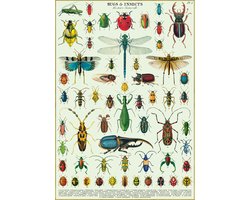 Poster- Bugs & Insects