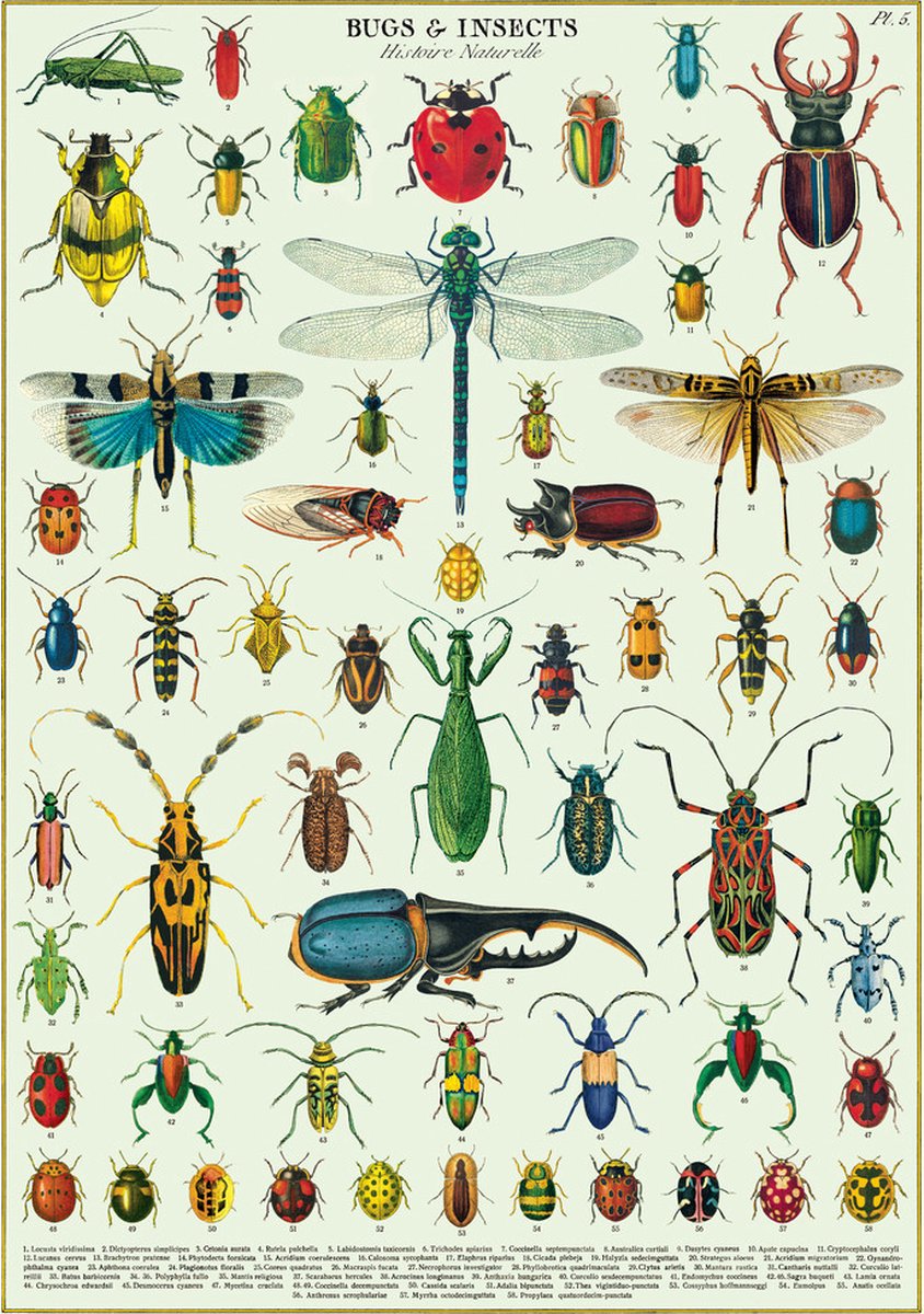 Cavallini & Co Poster- Bugs & Insects - Cavallini & Co - Vintage schoolplaat Insecten Multi Color Insecten