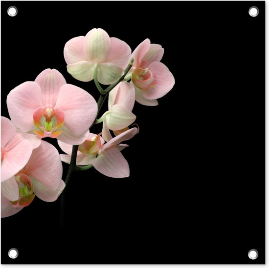 Tuinposters Orchidee - Bloemen - Roze - Stilleven - Flora - 50x50 cm - Tuindoek - Buitenposter