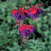 Garden Select - Fuchsia Dark Eyes 6 Stuks - Paars / Rood - Bloeiende Tuinplanten - Potplant - Balkonplant - Pot 9cm - Hoogte 15-20cm - Overblijvend