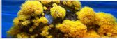 WallClassics - Verre acrylique - Corail jaune sur fond marin - Photo 60 x 20 cm sur verre acrylique (avec système de suspension)