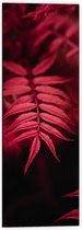WallClassics - Dibond - Rood Licht vallend op Smalle Bladeren - 40x120 cm Foto op Aluminium (Wanddecoratie van metaal)