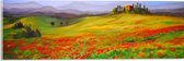 WallClassics - Acrylglas - Schilderij van Tulpenveld met Blauwe Lucht - 60x20 cm Foto op Acrylglas (Met Ophangsysteem)