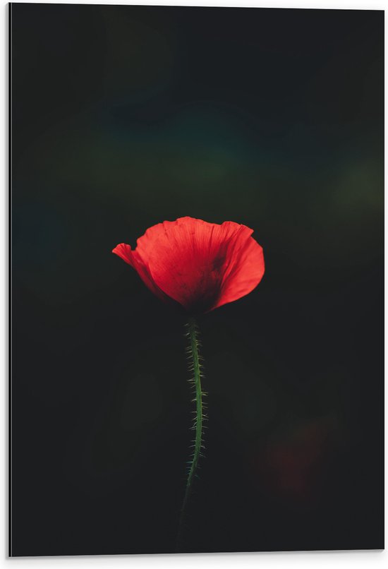 WallClassics - Dibond - Rode Eenzame Bloem - 40x60 cm Foto op Aluminium (Wanddecoratie van metaal)