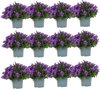 Ambella purple 12 stuks