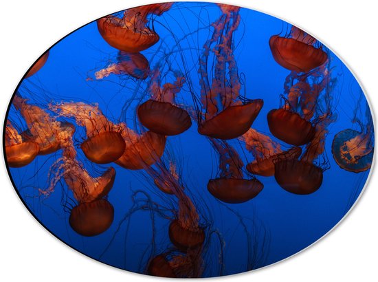 WallClassics - Dibond Ovaal - Zee van Oranje Kwallen in de Zee - 40x30 cm Foto op Ovaal (Met Ophangsysteem)