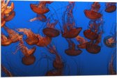 WallClassics - Drapeau - Mer de méduses Oranje dans la mer - Photo 75x50 cm sur drapeau en polyester