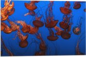 WallClassics - Drapeau - Mer de méduses Oranje dans la mer - Photo 60x40 cm sur drapeau polyester