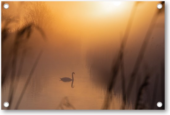 Cygne majestueux - Affiche de jardin 120x80cm