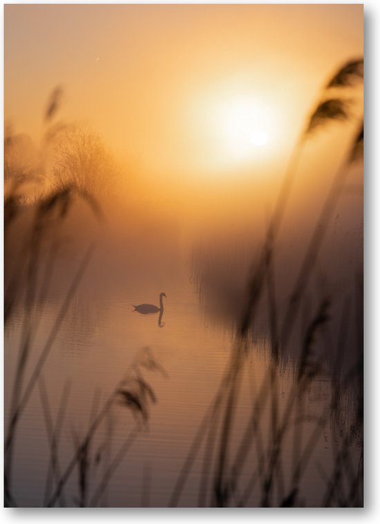 Majestueuze Zwaan - Foto op Dibond