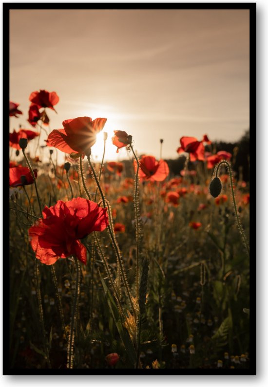 Poppy bloemen - Fotoposter 40x60 met Lijst