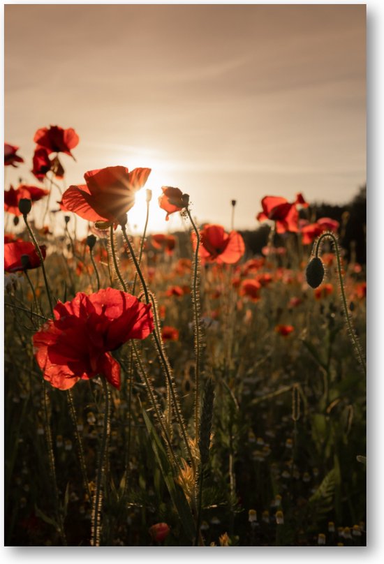 Poppy bloemen - Foto op Plexiglas 60x90