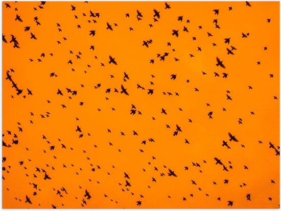 Poster Glanzend – Gele Lucht Vol met Trekkende Vogels - 80x60 cm Foto op Posterpapier met Glanzende Afwerking