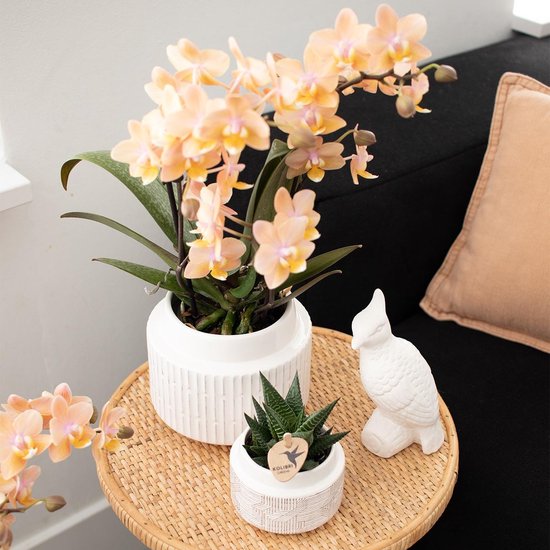 Lichtoranje phalaenopsis orchidee in een witte, gegroefde pot met een kleine vetplant ernaast.