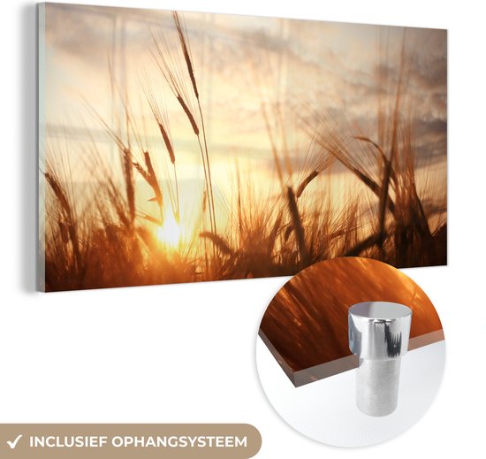 MuchoWow - Peinture sur verre - Photo sur verre - Roseau - Herbe - Soleil - Nature - 80x40 cm - Image sur verre - Décoration murale - Peinture nature - Verre acrylique