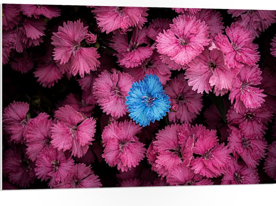 WallClassics - PVC Schuimplaat - Blauwe Bloem in Roze Bloemenstruik - 105x70 cm Foto op PVC Schuimplaat (Met Ophangsysteem)