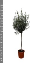 Combi deal - Olea Europaea op stam inclusief Bucket - 200 cm
