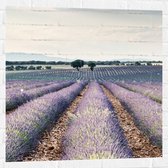 WallClassics - Muursticker - Rijen Paarse Lavendel - 80x80 cm Foto op Muursticker